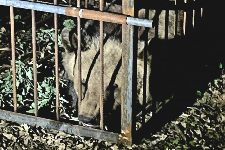 Sikerült befogni a Somostetőn ólálkodó medvék egyikét