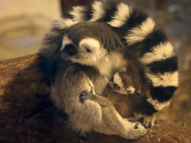 Újdonságok az állatkertben: pont olyanok, mint a szüleik, csak kicsiben