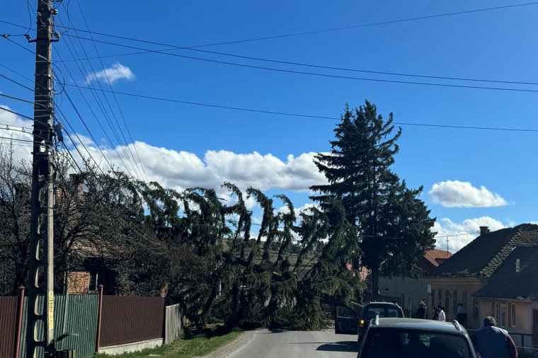 Fákat döntött ki az erős szél