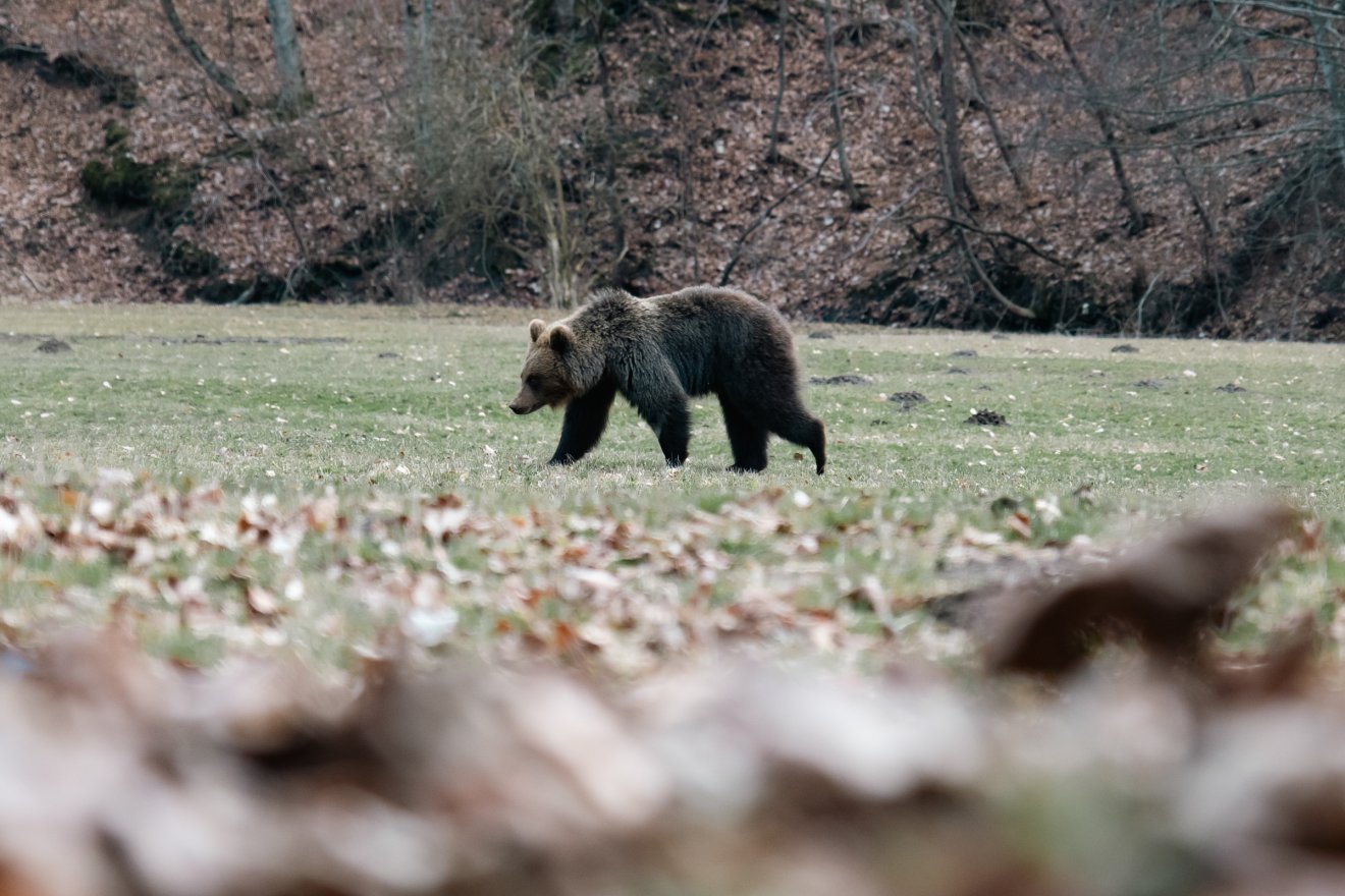 Több mint húsz medveriasztás az elmúlt egy hét mérlege Hargita megyében