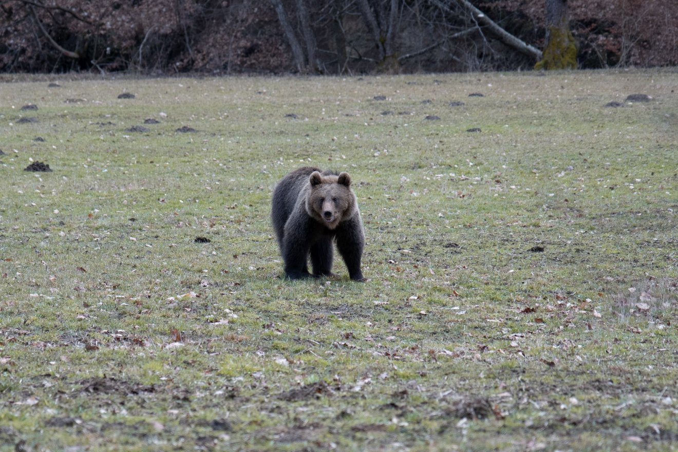 Otthonosan mozog a medve a Hargita megyei településeken: egy hét alatt tizenhétszer riasztották a csendőrséget
