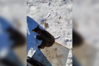 Többször eldördült a puska, amikor szabadon engedték a befogott medvebocsot – videón mutatjuk