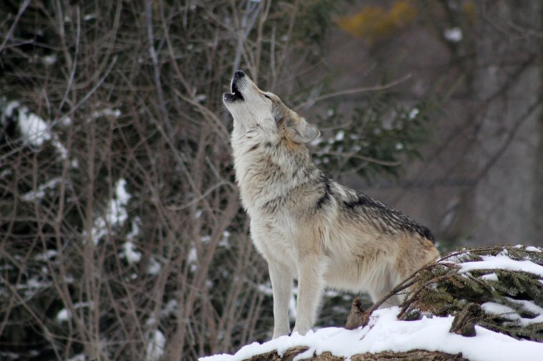 Román eredettörténetre hivatkozva védenék a farkasállományt civilek