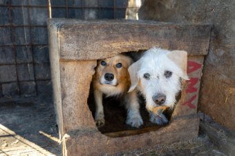 169 kutya vár gazdára a szépmezői kutyamenhelyen