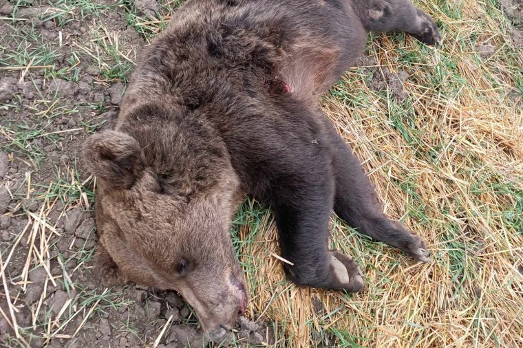 Kilőtték a Csíkszentmárton és Csíkkozmás között elgázolt medvét