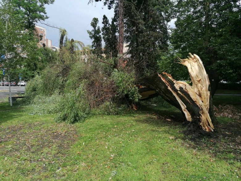 Kidőlt fák, kidőlt oszlop – károkat okozott a gyorsan elvonuló vihar Csíkszeredában