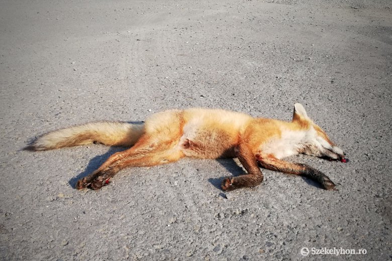 Rókavadászat Székelyudvarhelyen: három állatot kilőttek, de a „kis Vuk” elmenekült