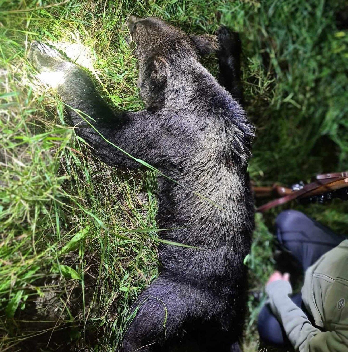 Kilőttek egy veszélyes medvét Szentpálon, kiállítják a trófeáját