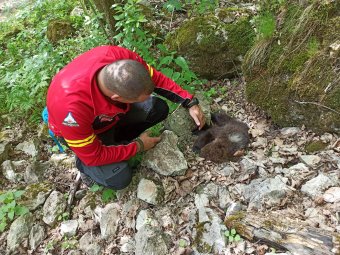 Legyengült medvebocshoz riasztották a hegyimentőket – nem sikerült megmenteni az állatot