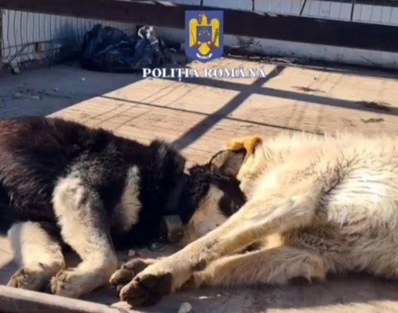 Hét kutyát fogtak be egy rendőri akció során