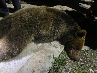 Két, a Somostetőre bejáró medvét sikerült befogni