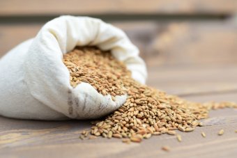 Egy hónapig és öt EU-tagállamra érvényes megállapodás született az ukrán gabona behozatala kapcsán