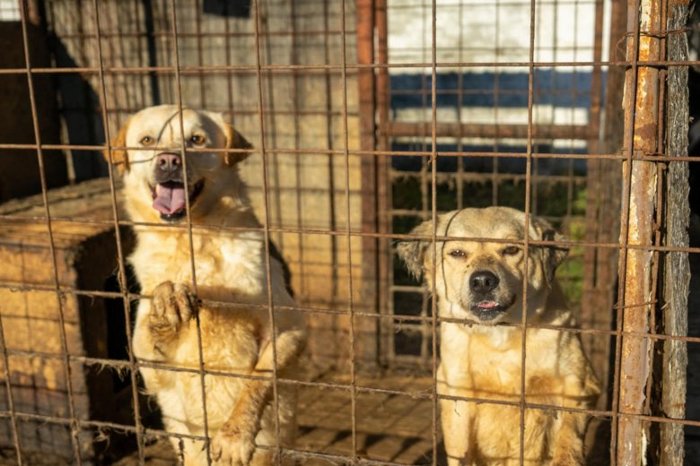 Huszonhárom kutyát adnának örökbe a szombati nyílt napon