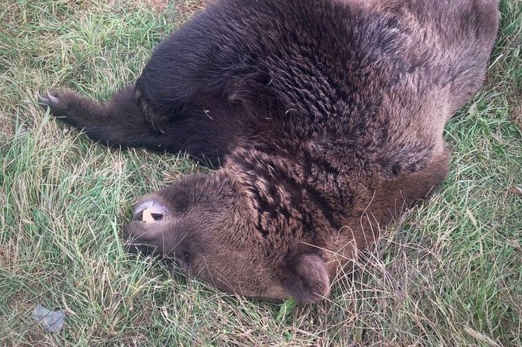 Ütközés egy kifejlett medvével: az állat elpusztult, az autót el kellett vontatni