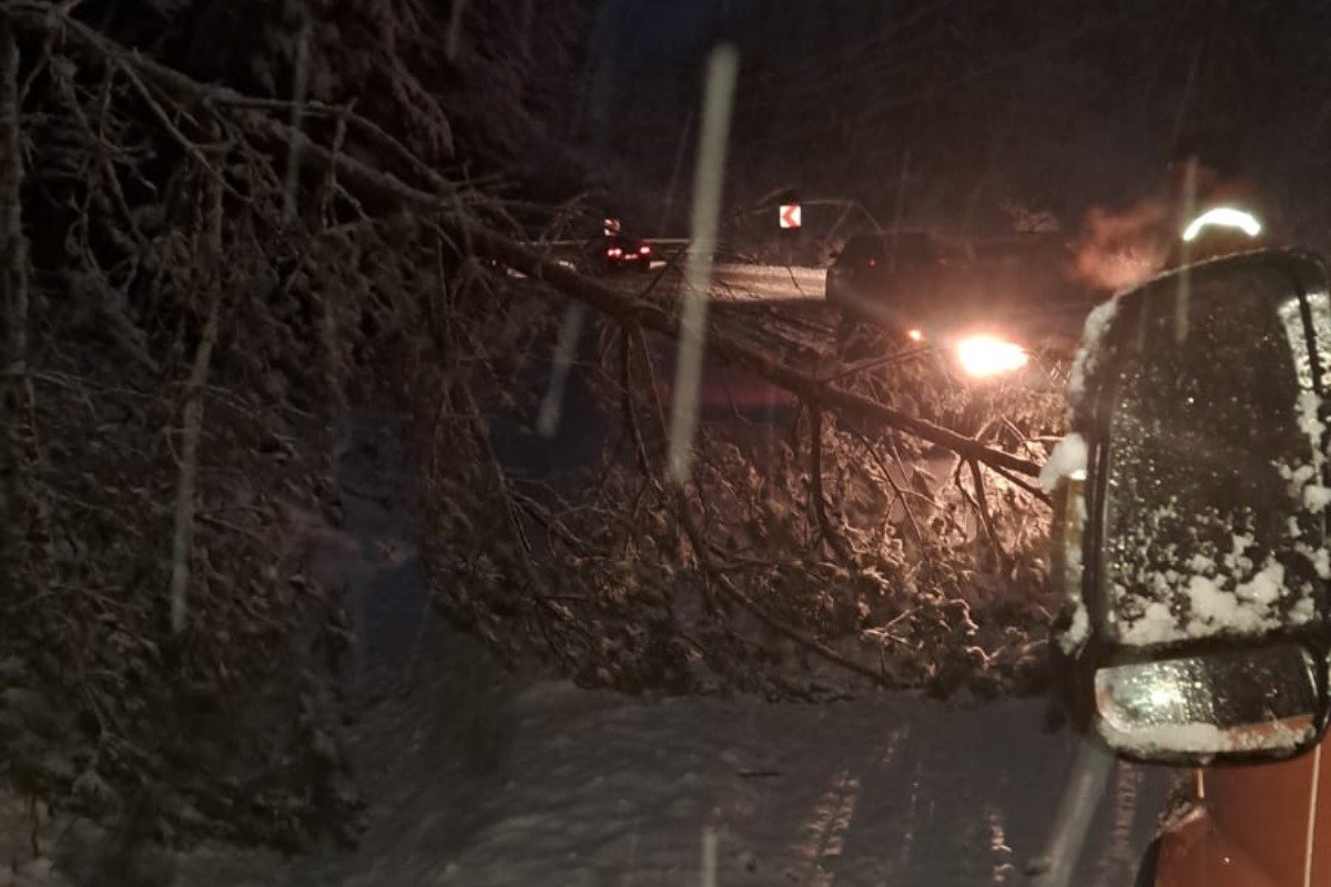 Villanyvezetékeket is megrongáltak a hó súlya miatt kidőlt fák