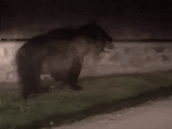 Visszanézett a medve, aztán megfordult – Oroszhegyben a nyílt utcán