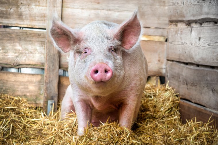 Fenntartják a tiltást: nem lehet állatvásárokat tartani a sertéspestis miatt