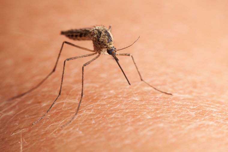 Ezért fontos az irtásuk: nyugat-nílusi vírust és maláriát is terjeszthetnek a szúnyogok
