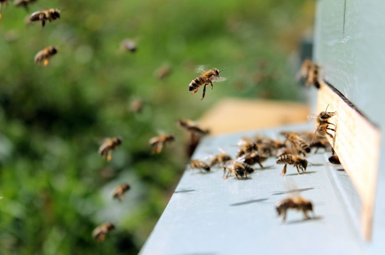 Még a székelyföldi méz felvásárlási árára is hatással lehet az Ukrajnában zajló háború