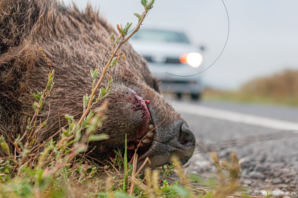 Medvét gázolt el egy gépkocsi Sepsiszentgyörgy közelében, az állat elpusztult
