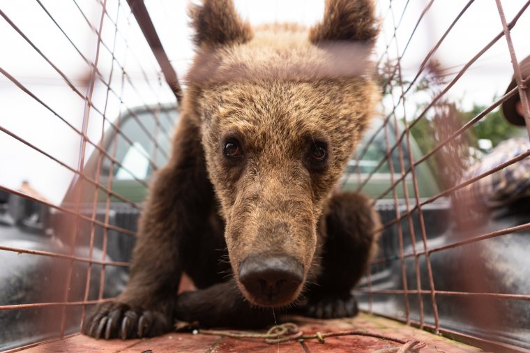 Máshova költöztetik a Marosvásárhely lakónegyedeiben vizitelő medvét