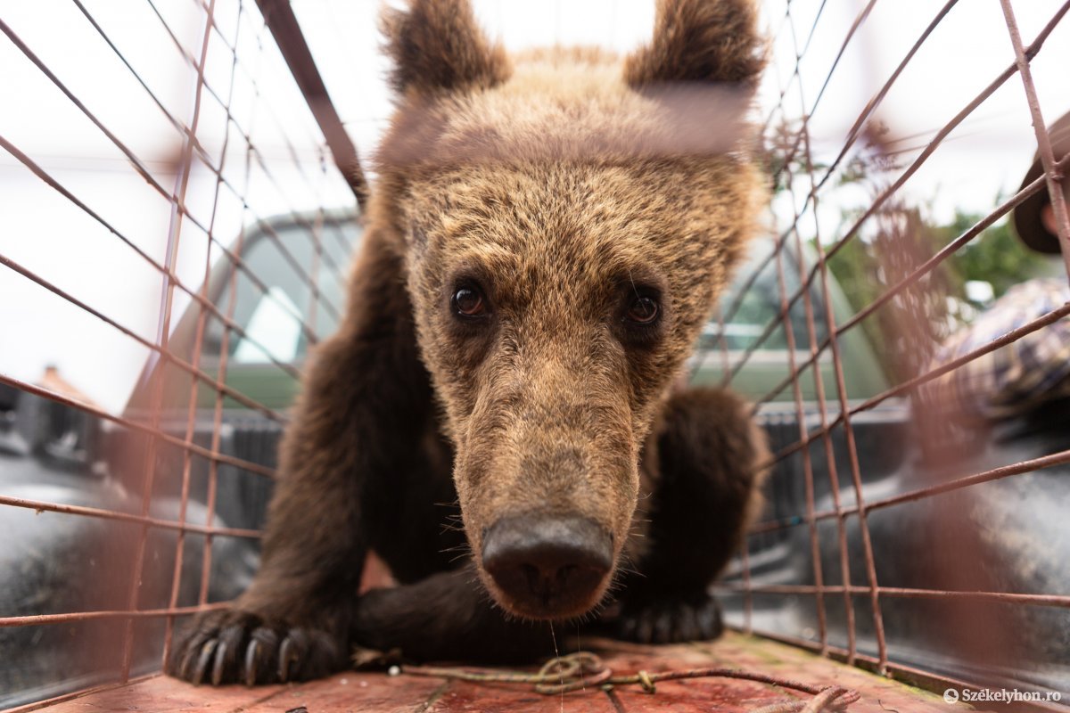 Máshova költöztetik a Marosvásárhely lakónegyedeiben vizitelő medvét