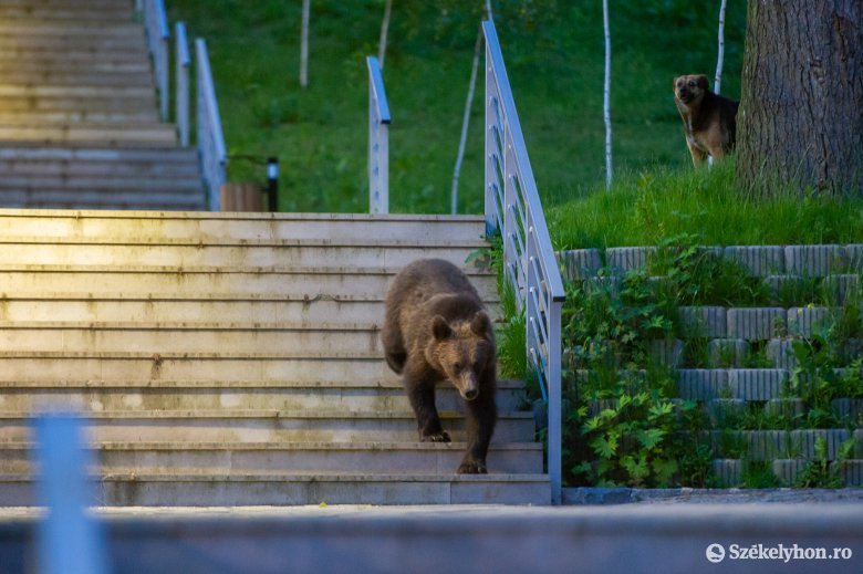 Csökkent a medvék jelenléte miatti hatósági beavatkozások száma Hargita megyében