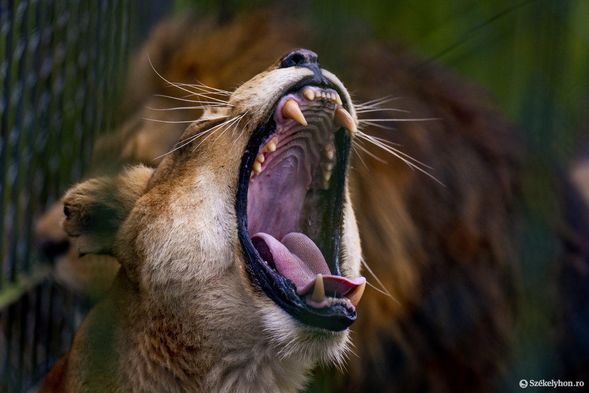 Ásító oroszlán a marosvásárhelyi állatkertben •  Fotó: Haáz Vince