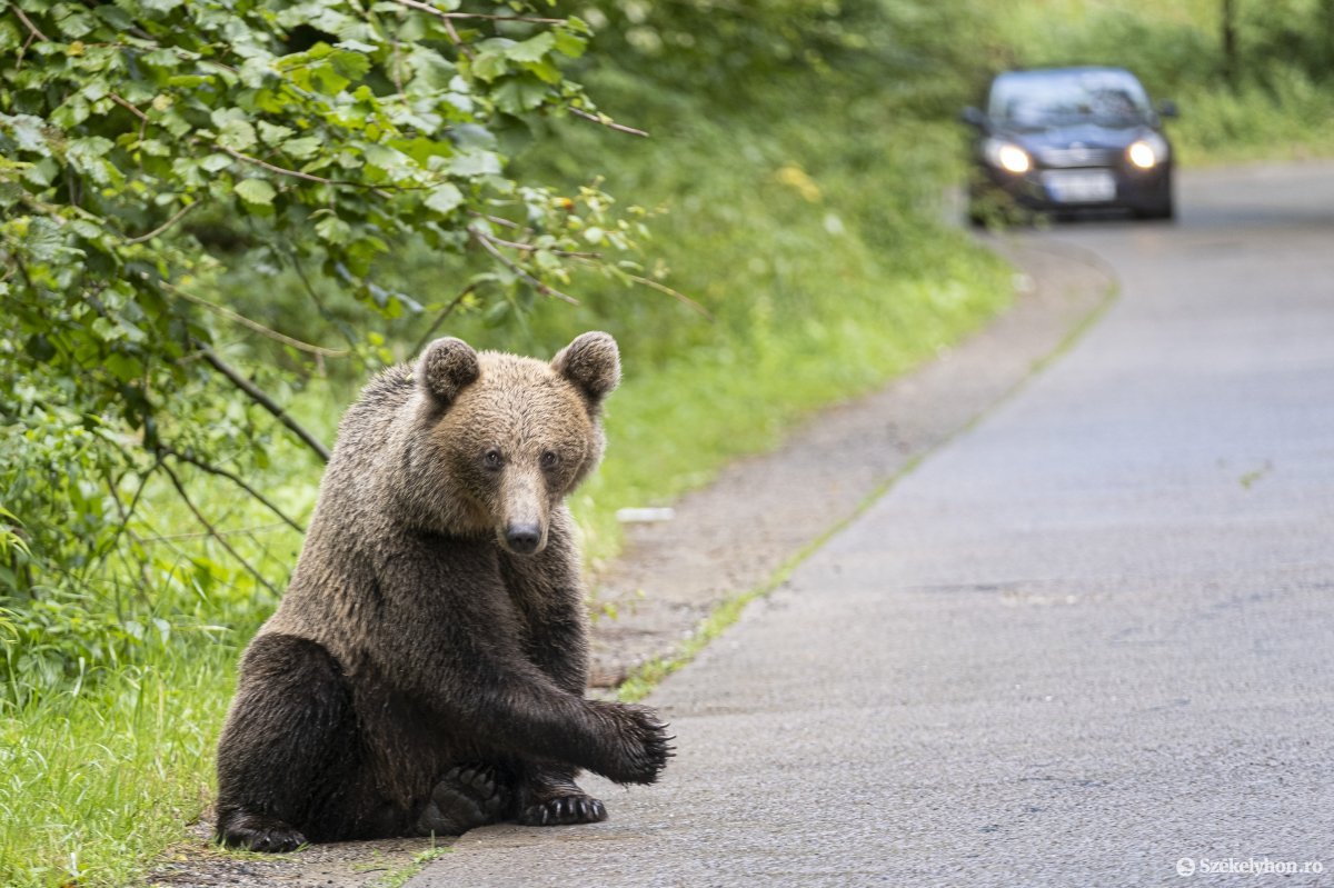 Egy hét alatt tizenhétszer riasztották a csendőrséget medvék miatt