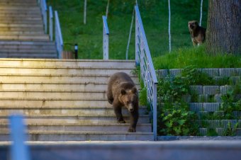 Csökkent a medvék jelenléte miatti hatósági beavatkozások száma Hargita megyében