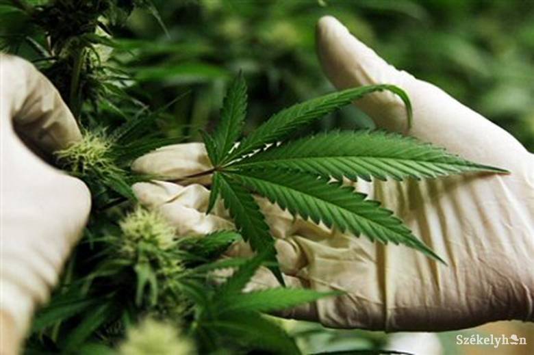 Kannabiszt termesztett az európai uniós támogatásból egy Bihar megyei férfi
