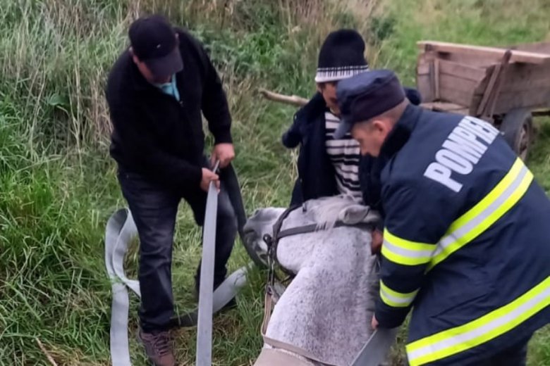 Csatornába esett lovat mentettek a tűzoltók
