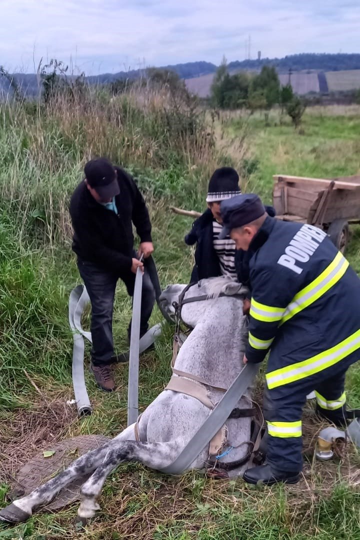 Csatornába esett lovat mentettek a tűzoltók