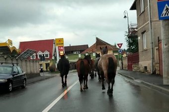 Elszabadult lovak vágtattak be az iskolába igyekvő gyerekek közé Sepsiszentgyörgyön
