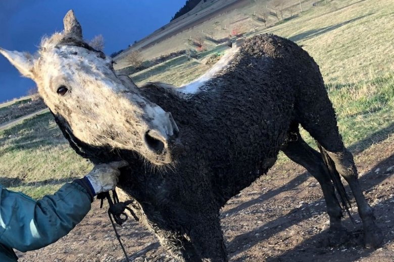A Suta-tó mocsarába ragadt egy ló – kimentették