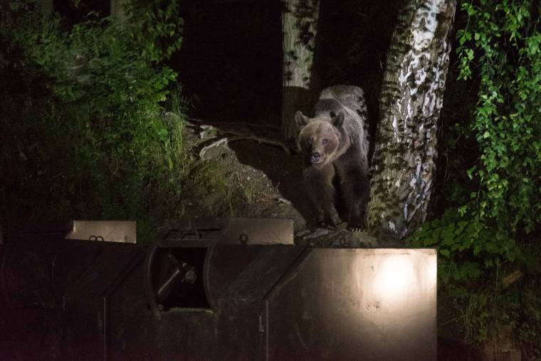 Szemeteskonténerbe szorult a medve – csendőrök szabadították ki