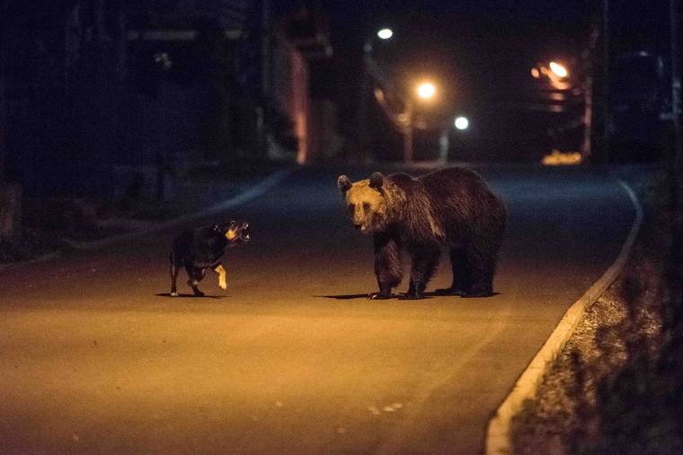 Három medve járt Székelykeresztúr egyik utcájában, Ro-Alerten riasztották a lakókat