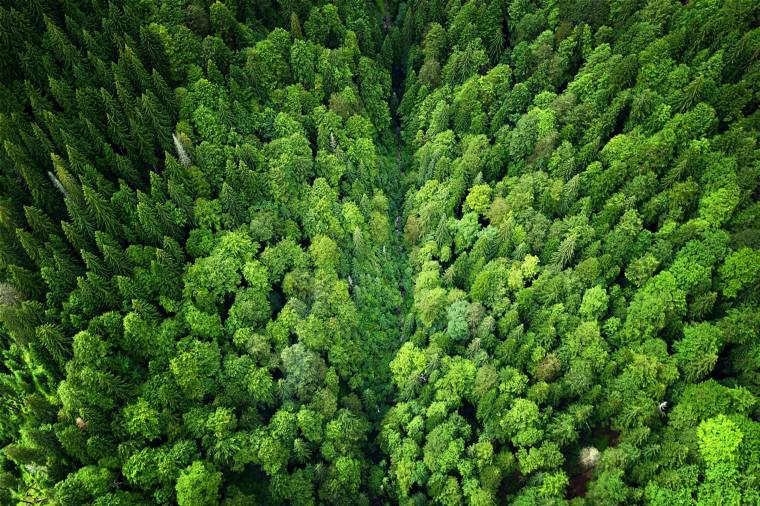 Arculatépítés vagy kivonulási szándék? – Eladta romániai erdőit a Holzindustrie Schweighofer