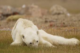 Szívszorító képsorok egy haldokló jegesmedvéről