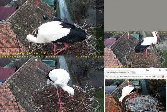 A webkamerás fészekbe is megérkezett a gólya, képernyőmentéssel el is kapták a szemfülesek