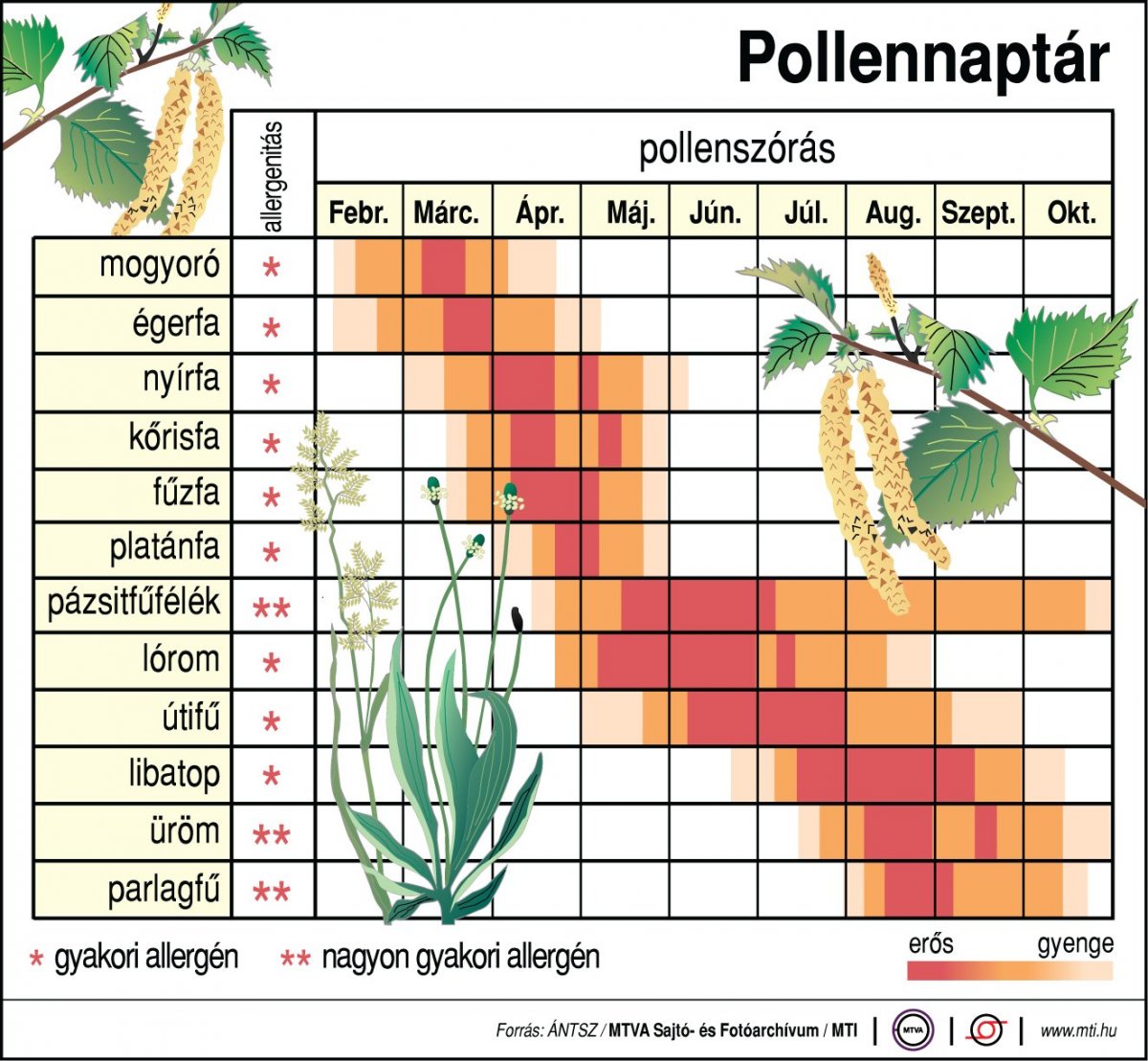 Íme egy összesítő infografika, hogy mikor milyen allergén növénytől kell tartani