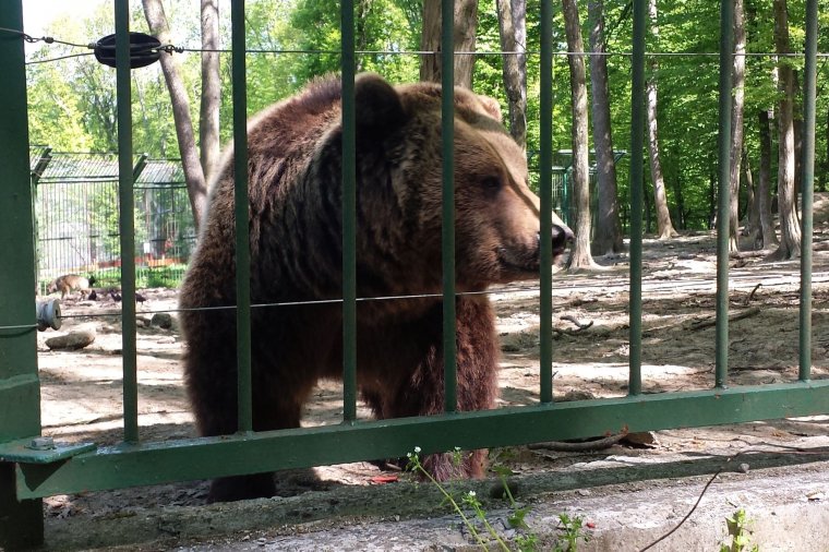 Már az állatkertben is támadnak a medvék