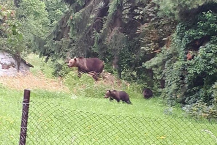 Medvéket kaptak lencsevégre a csíkszeredai kórház szomszédságában