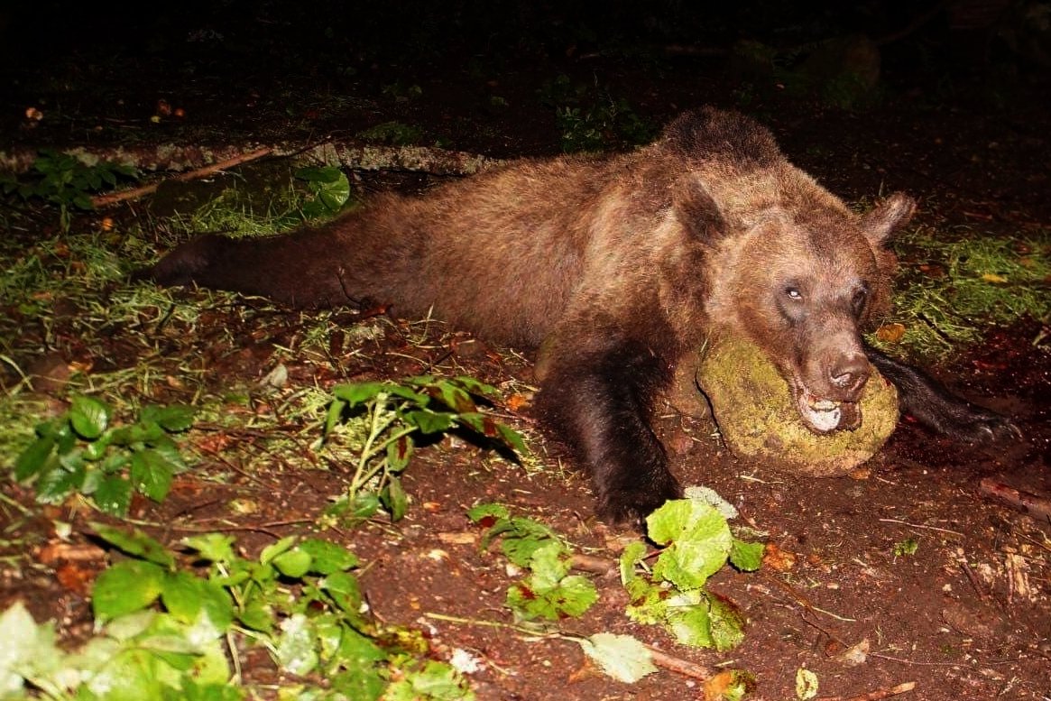 Kilőtték a második garázda medvét is Tusnádfürdőn