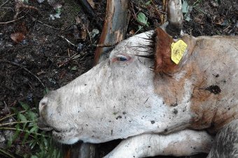 Borjadzó tehenet pusztított el a medve Pottyondon