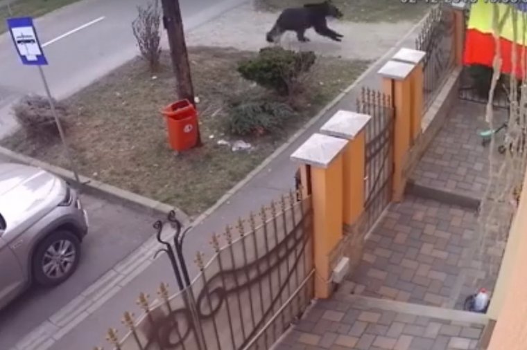 Medve szaladt egy segesvári utcán