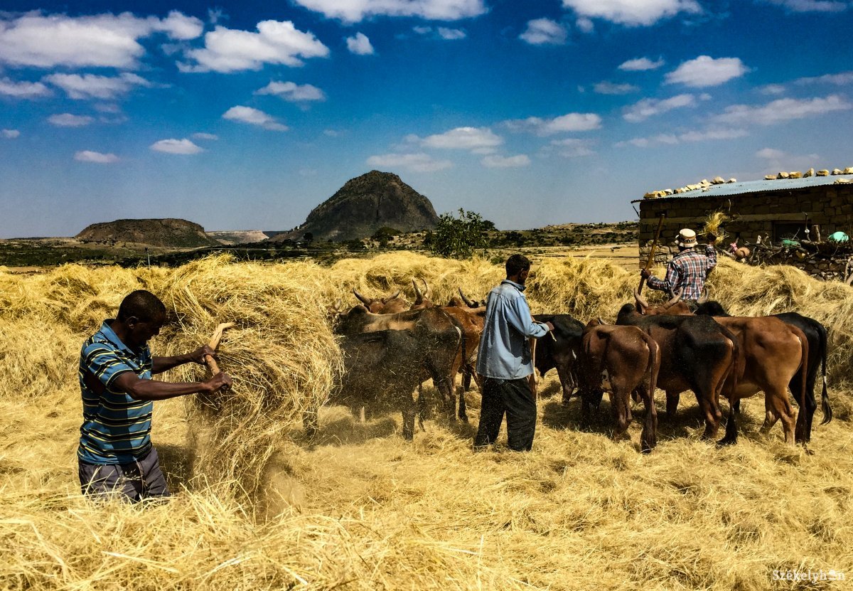 Etióp parasztok cséplik a teffet. A helyi gabonából készítik az indzserát, a hagyományos etióp kenyeret •  Fotó: Jászberényi Sándor