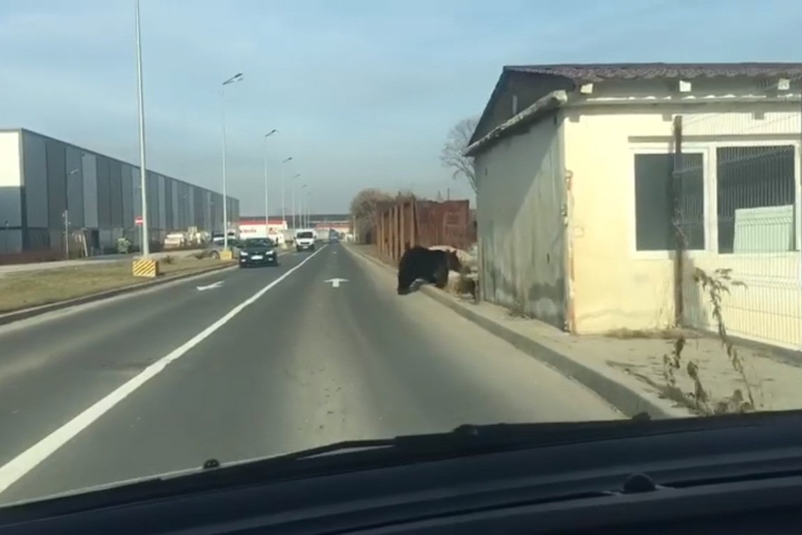 Medvét gázolt el egy autó Brassó kijáratánál, a súlyosan megsérült állatot a zernyesti rezervátumba viszik