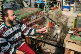 Illegális állatkereskedelem Egyiptomban