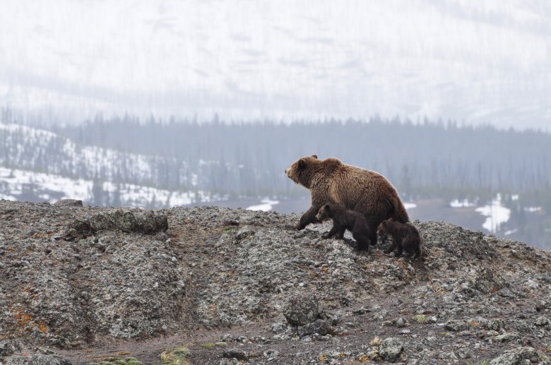 Külföldi turistákra támadt a medve a Fogarasi-havasokban